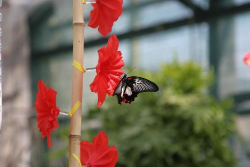 Live tropical butterfly exhibition in Kyiv