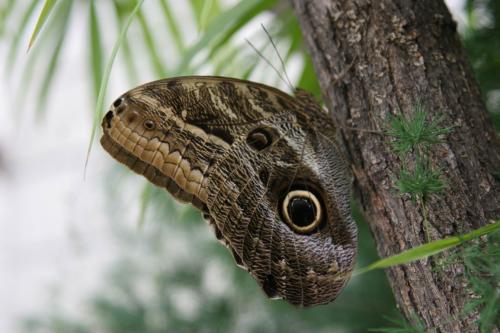 Live tropical butterfly exhibition in Kyiv