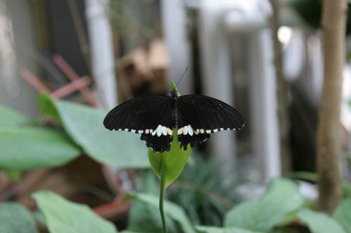 Live tropical butterfly exhibition in Kyiv