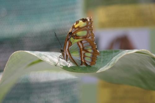 Live tropical butterfly exhibition in Kyiv