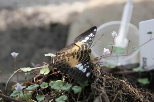 Live tropical butterfly exhibition in Kyiv