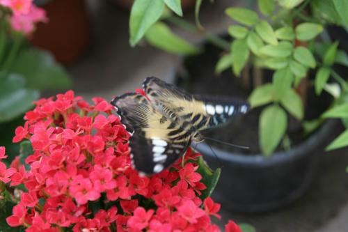 Live tropical butterfly exhibition in Kyiv