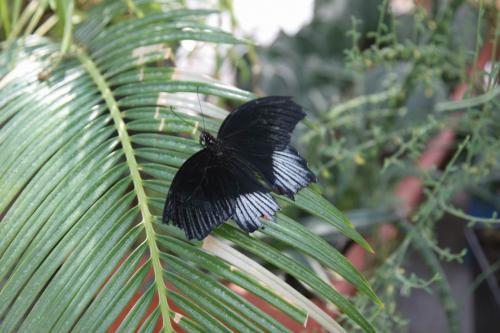 Live tropical butterfly exhibition in Kyiv