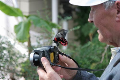 Live tropical butterfly exhibition in Kyiv