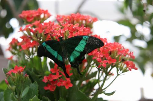 Live tropical butterfly exhibition in Kyiv