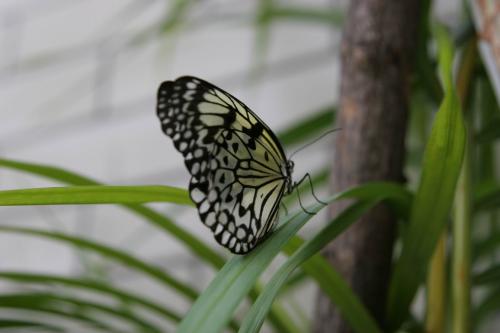 Live tropical butterfly exhibition in Kyiv