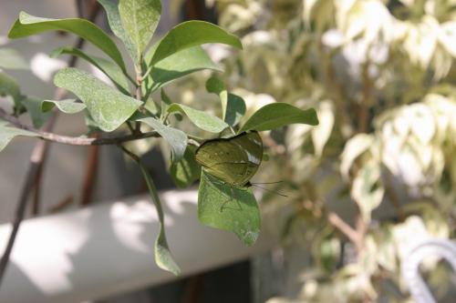 Live tropical butterfly exhibition in Kyiv