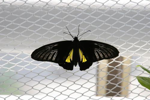 Live tropical butterfly exhibition in Kyiv