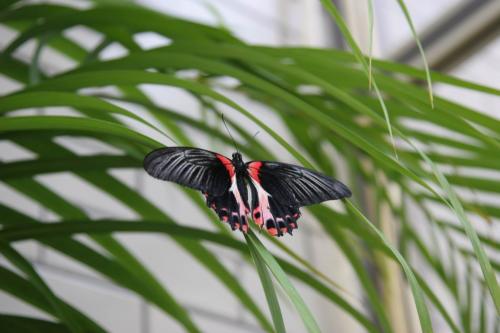 Live tropical butterfly exhibition in Kyiv