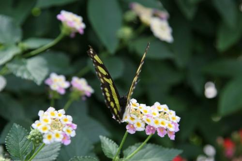 Live tropical butterfly exhibition in Kyiv