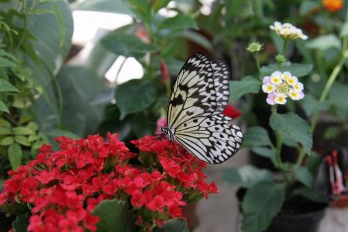 Live tropical butterfly exhibition in Kyiv