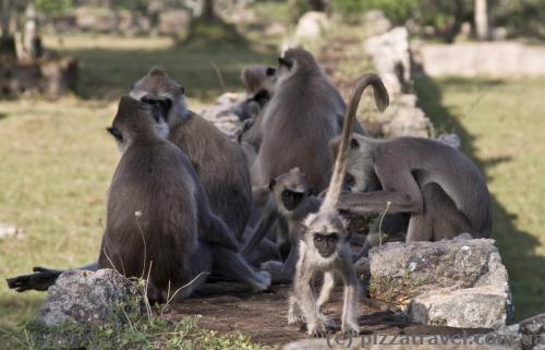 Monkeys around the Jetavana stupa