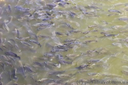 Fish in the twin pools (Kuttam Pokuna)
