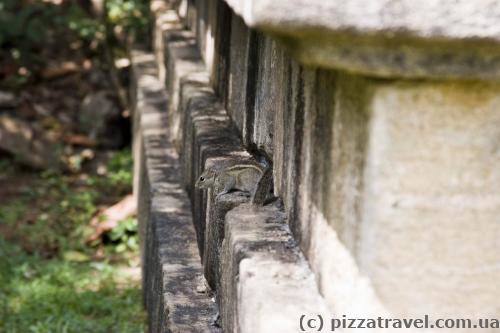 There's a lot of chipmunks in Sri Lanka.