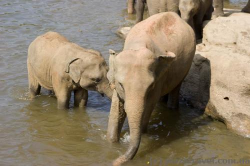 Elephants in Pinnawala