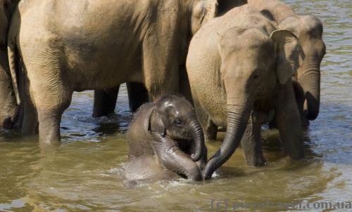 Elephants in Pinnawala