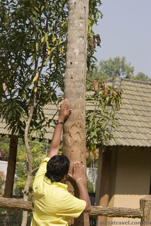 Our guide Harsha shows us that the elephants rub against the trees when they go through the town.