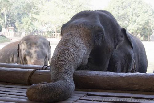 Elephants in Pinnawala