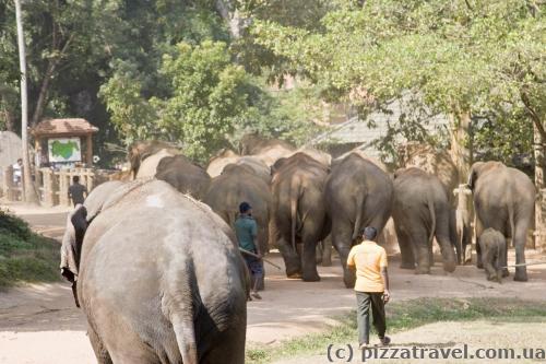 Elephants walk through the town to the river.