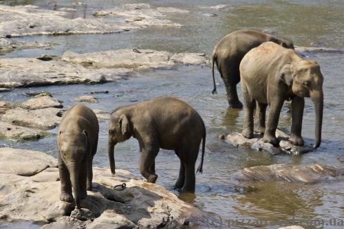 Elephants in Pinnawala