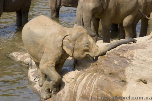 Elephants in Pinnawala