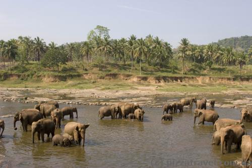 Elephants in Pinnawala