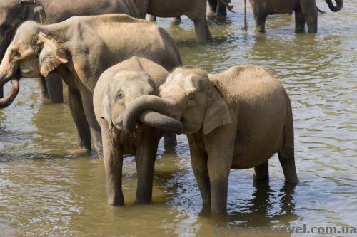 Elephants in Pinnawala