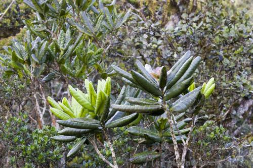 Plants on Horton Plains