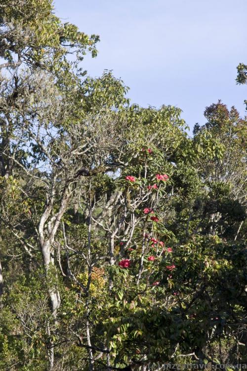Plants on Horton Plains