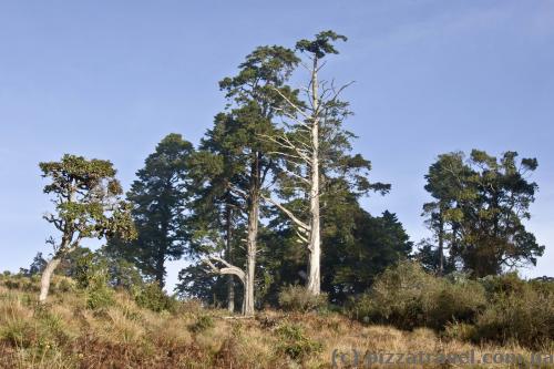 Horton Plains