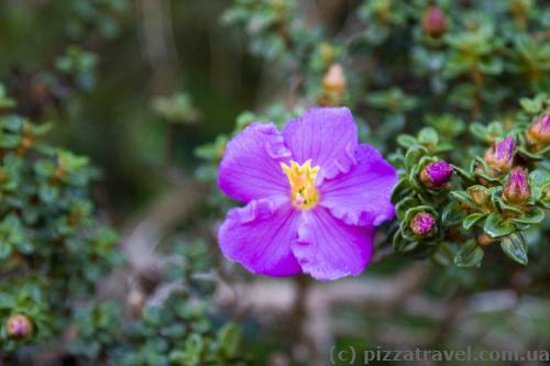 Flowers on Horton Plains