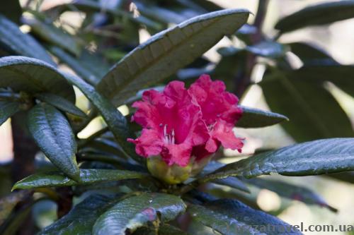 Flowers on Horton Plains