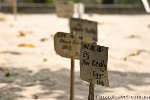 Turtle eggs are warmed in the sand.