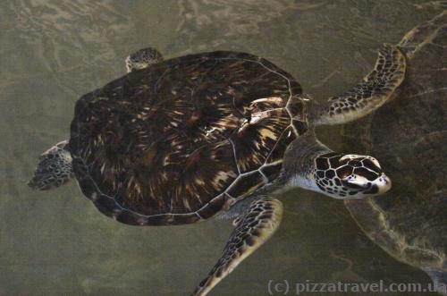 Turtle hatchery in Kosgoda