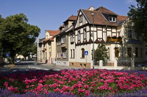 There are many flowers in the town