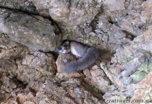 Forest dormouse (Dryomys nitedula)
