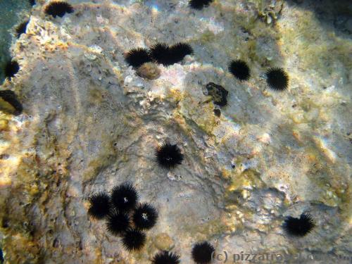 Sea urchins are everywhere.