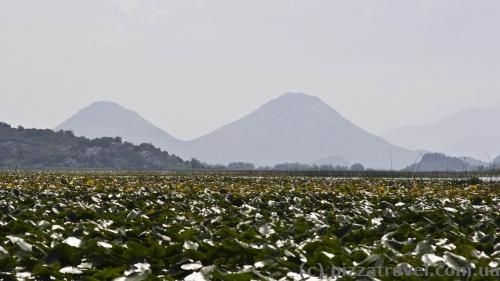 Skadar Lake