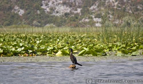 Skadar Lake