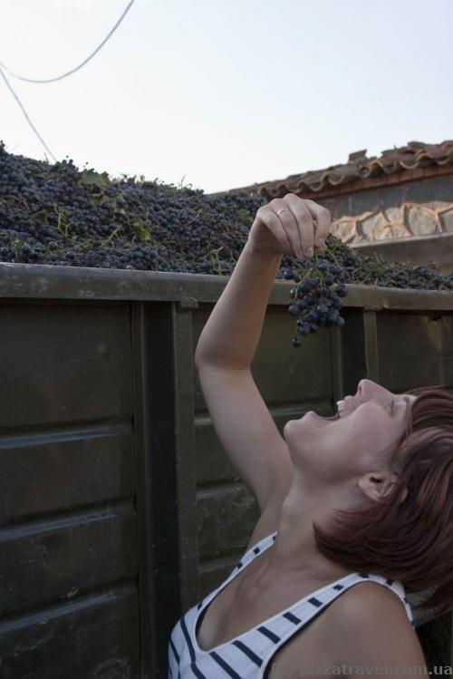 Kindzmarauli winery
