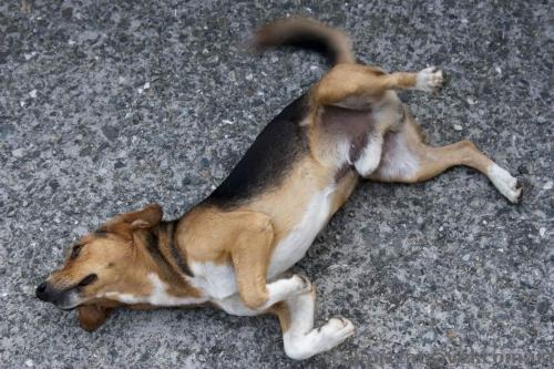 Funny dog near the Inguri Dam