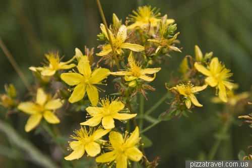 Hypericum