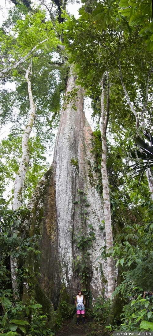 Misahualli