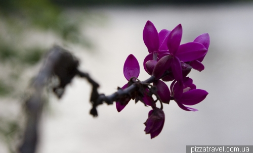 Misahualli