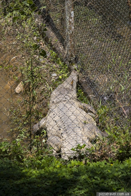Animal Rescue Centers in Ecuador