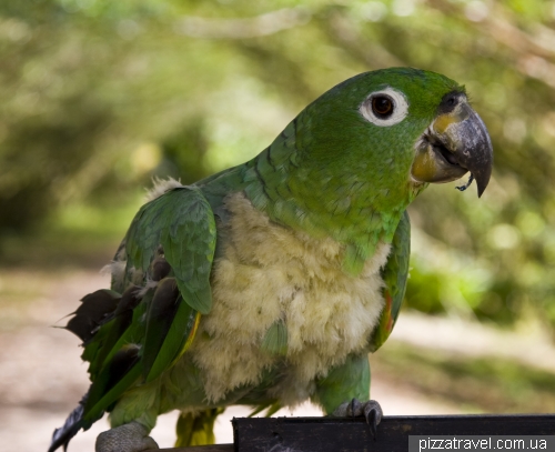 Animal Rescue Centers in Ecuador