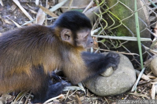 Animal Rescue Centers in Ecuador