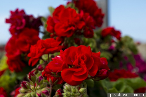 Maltese flowers