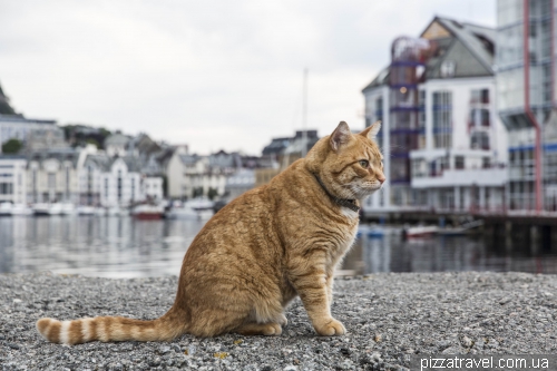 Cat in Alesund