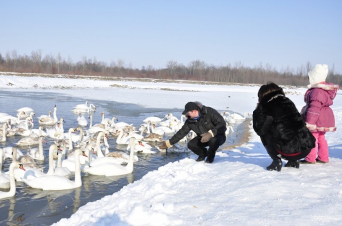 Swans in Chortoriya